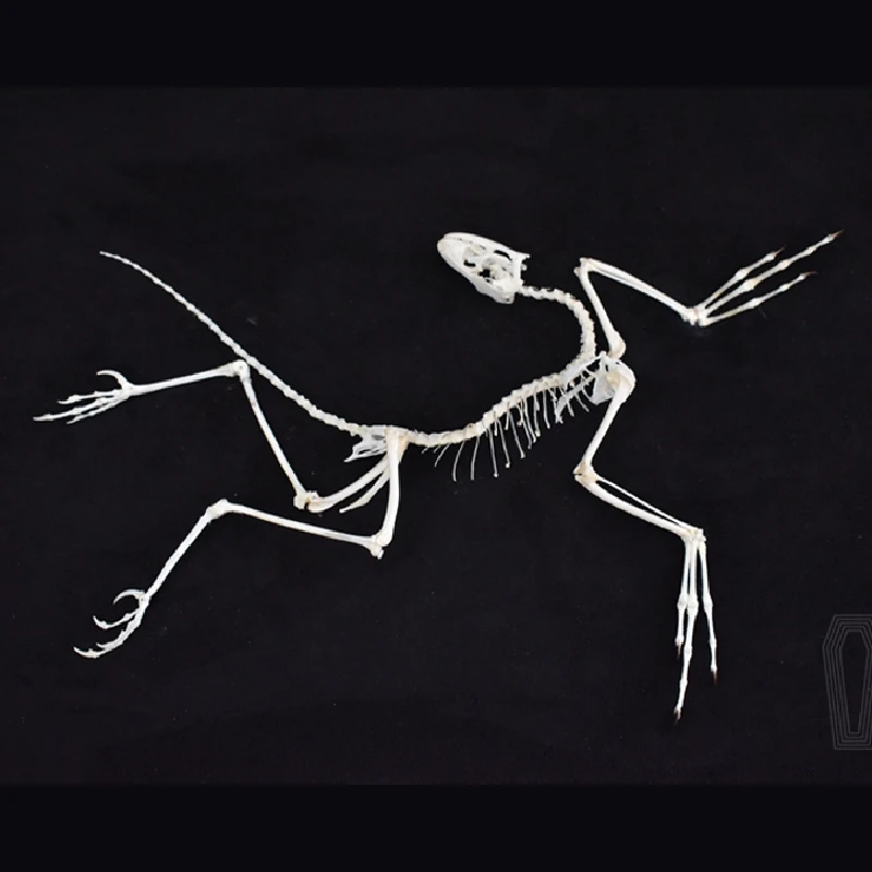 Fossil Replica Display - 2120 아키포터릭스 화석 예술 벽 장식