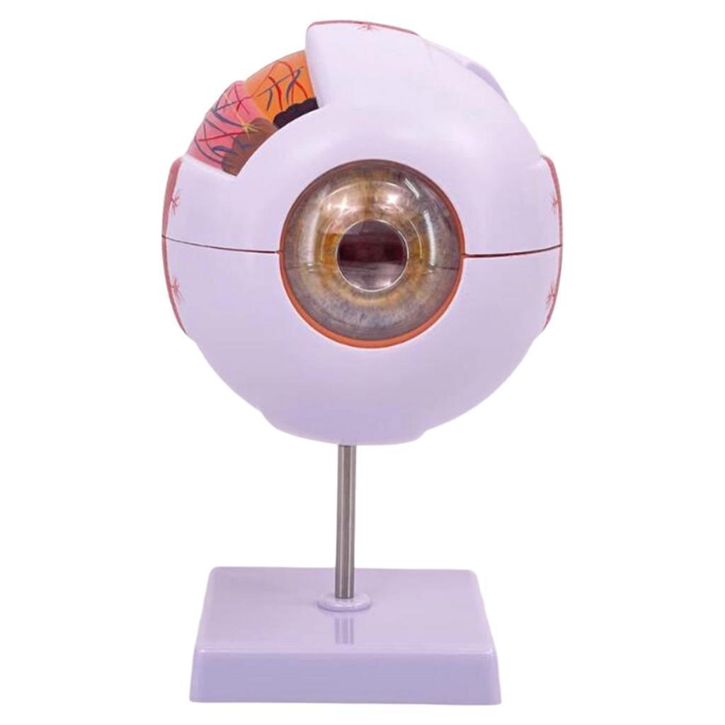 인간의 눈 해부학 모델 실험실 생물학 연구 전시회 학생 - Science Exhibition Models 리뷰 및 가격