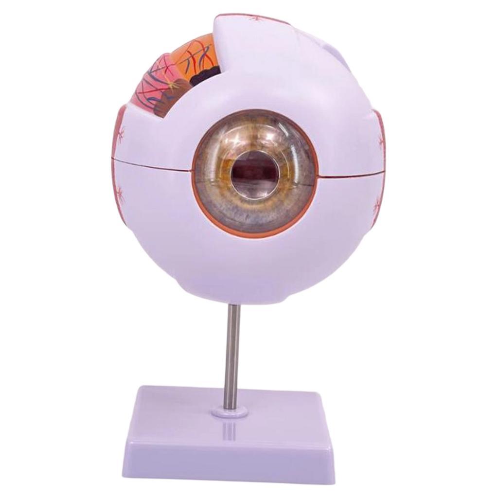 인간의 눈 해부학 모델 실험실 생물학 연구 전시회 학생 - Science Exhibition Models 리뷰 및 가격