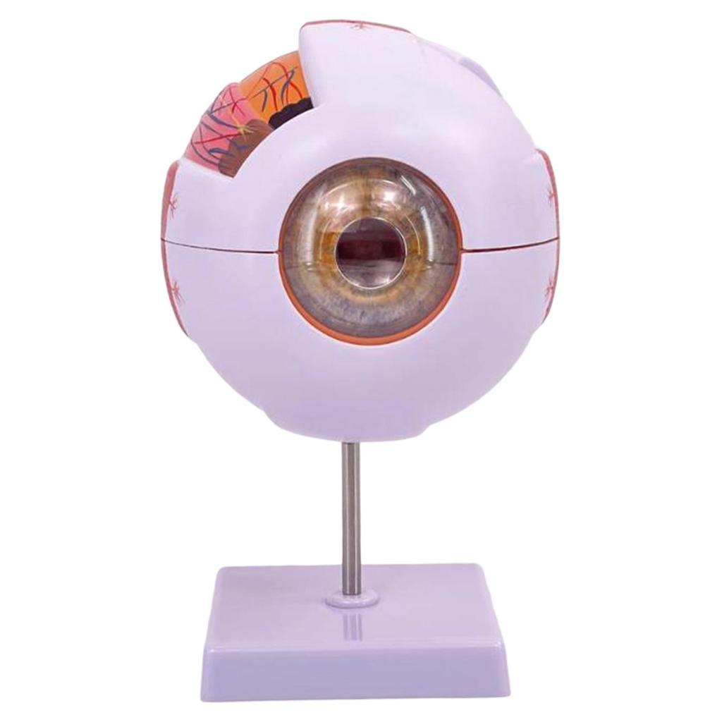 인간의 눈 해부학 모델 실험실 생물학 연구 전시회 학생 - Science Exhibition Models 리뷰 및 가격
