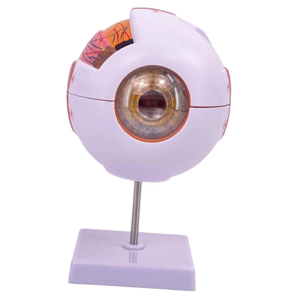 인간의 눈 해부학 모델 실험실 생물학 연구 전시회 학생 - Science Exhibition Models 리뷰 및 가격